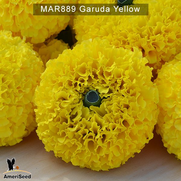 marigold-Garuda-Yellow-1
