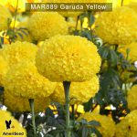 marigold-Garuda-Yellow