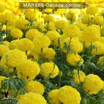 marigold-Garuda-Yellow-2