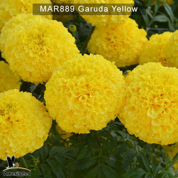 marigold-Garuda-Yellow-3
