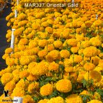 marigold-oriental-gold