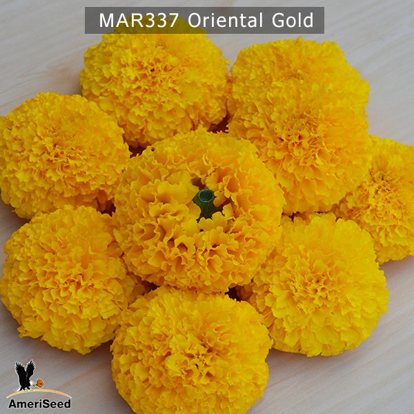 marigold-oriental-gold-2