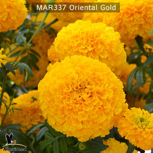 marigold-oriental-gold-3