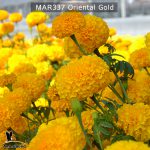 marigold-oriental-gold-4