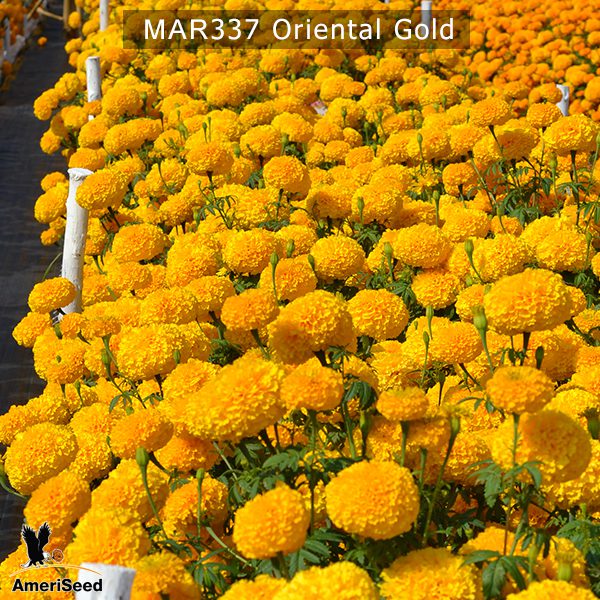 marigold-oriental-gold