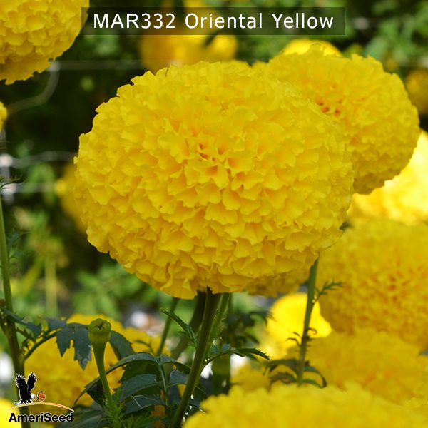 marigold-oriental-yellow-1