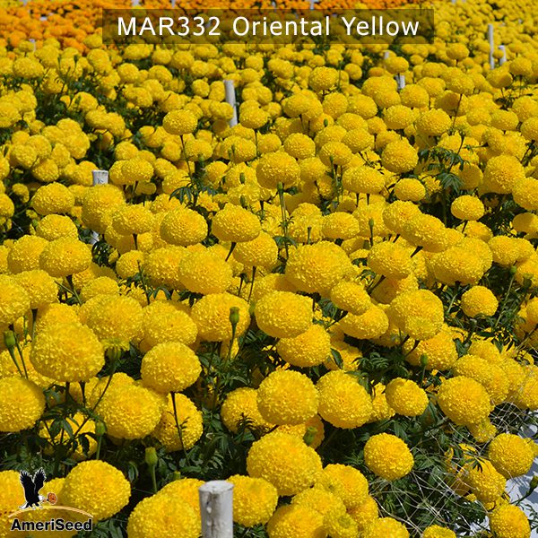marigold-oriental-yellow-2