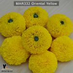 marigold-oriental-yellow-3