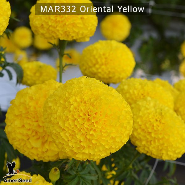 marigold-oriental-yellow-4