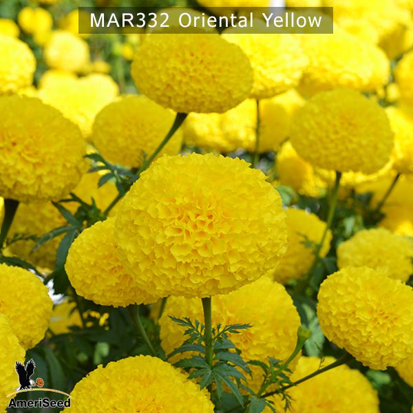 marigold-oriental-yellow