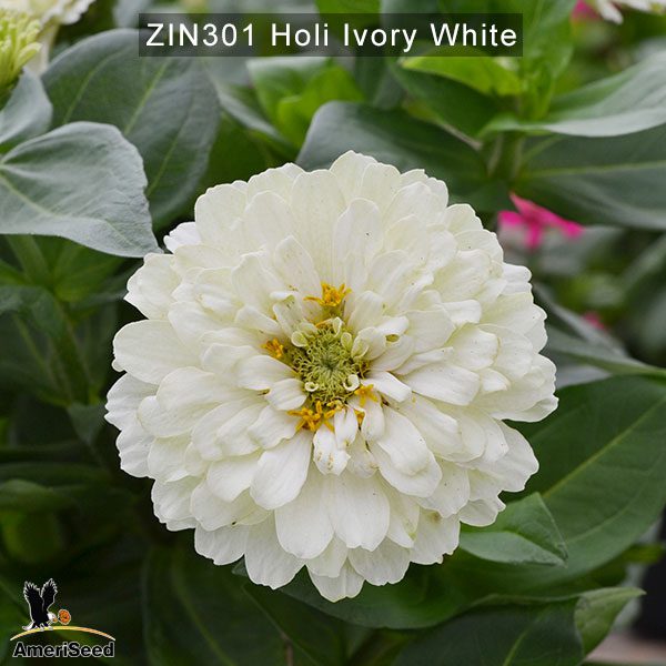 zinnia-holi-lvory-white-1