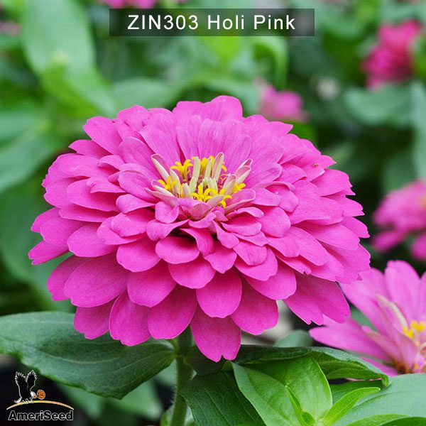 zinnia-holi-pink-1