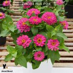 zinnia-holi-pink-2