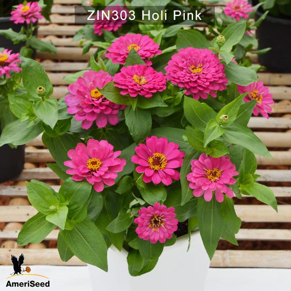 zinnia-holi-pink-2