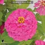 zinnia-holi-pink-3