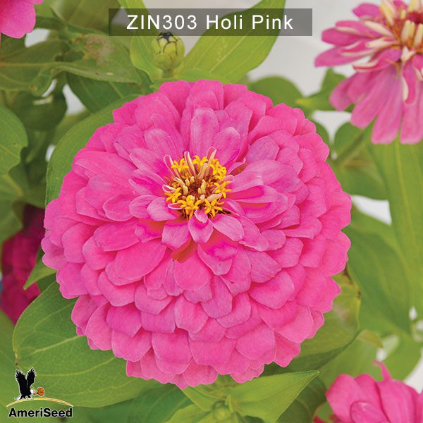 zinnia-holi-pink-3