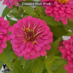 zinnia-holi-pink-4