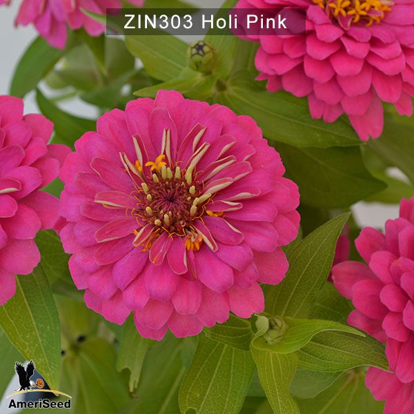 zinnia-holi-pink-4