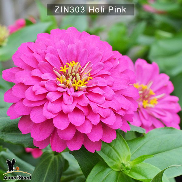 zinnia-holi-pink-5