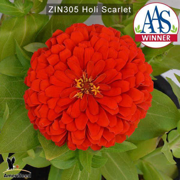 zinnia-holi-scarlet-1