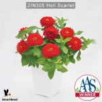 zinnia-holi-scarlet-2