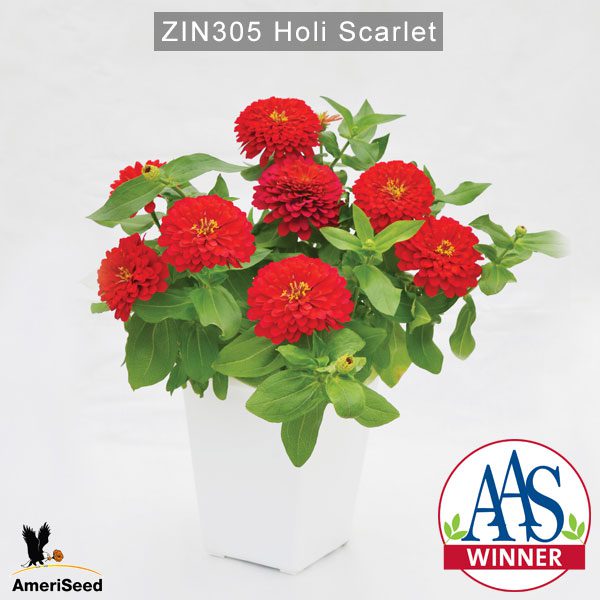 zinnia-holi-scarlet-2