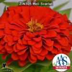zinnia-holi-scarlet-3
