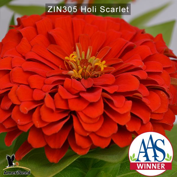 zinnia-holi-scarlet-3