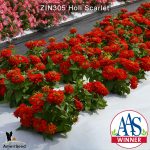 zinnia-holi-scarlet-4