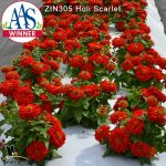 zinnia-holi-scarlet-5