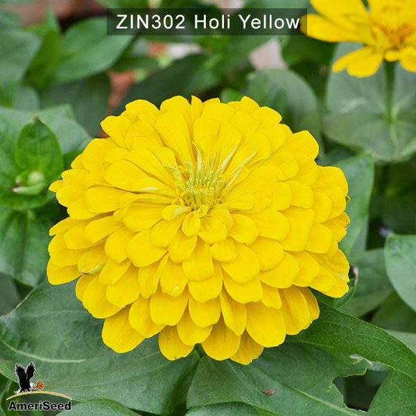 zinnia-holi-yellow-1