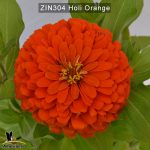 zinnia-holi-orange-1