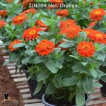 zinnia-holi-orange-2