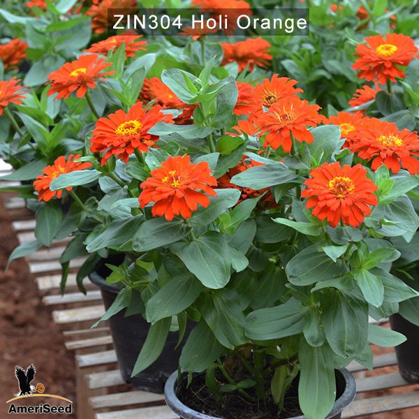zinnia-holi-orange-2