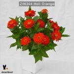 zinnia-holi-orange-3