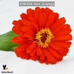 zinnia-holi-orange-4